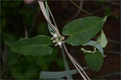 Cynanchum callialatum